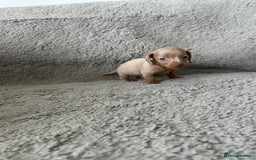 Dachshund dogs for sale: Beautiful dachshund puppies  - Image 10