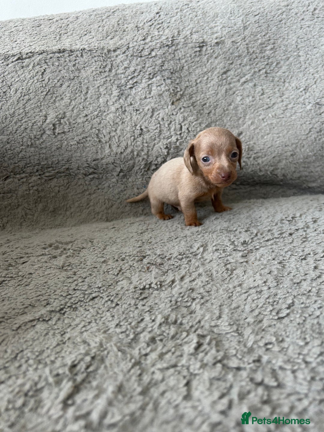 Dachshund dogs for sale: Beautiful dachshund puppies  - Image 10