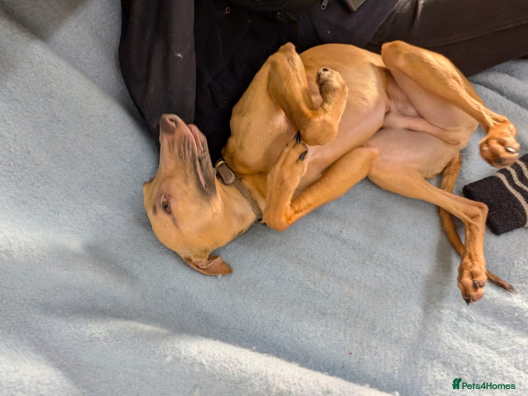 Italian Greyhound dogs for adoption: Mateo - Advert 3