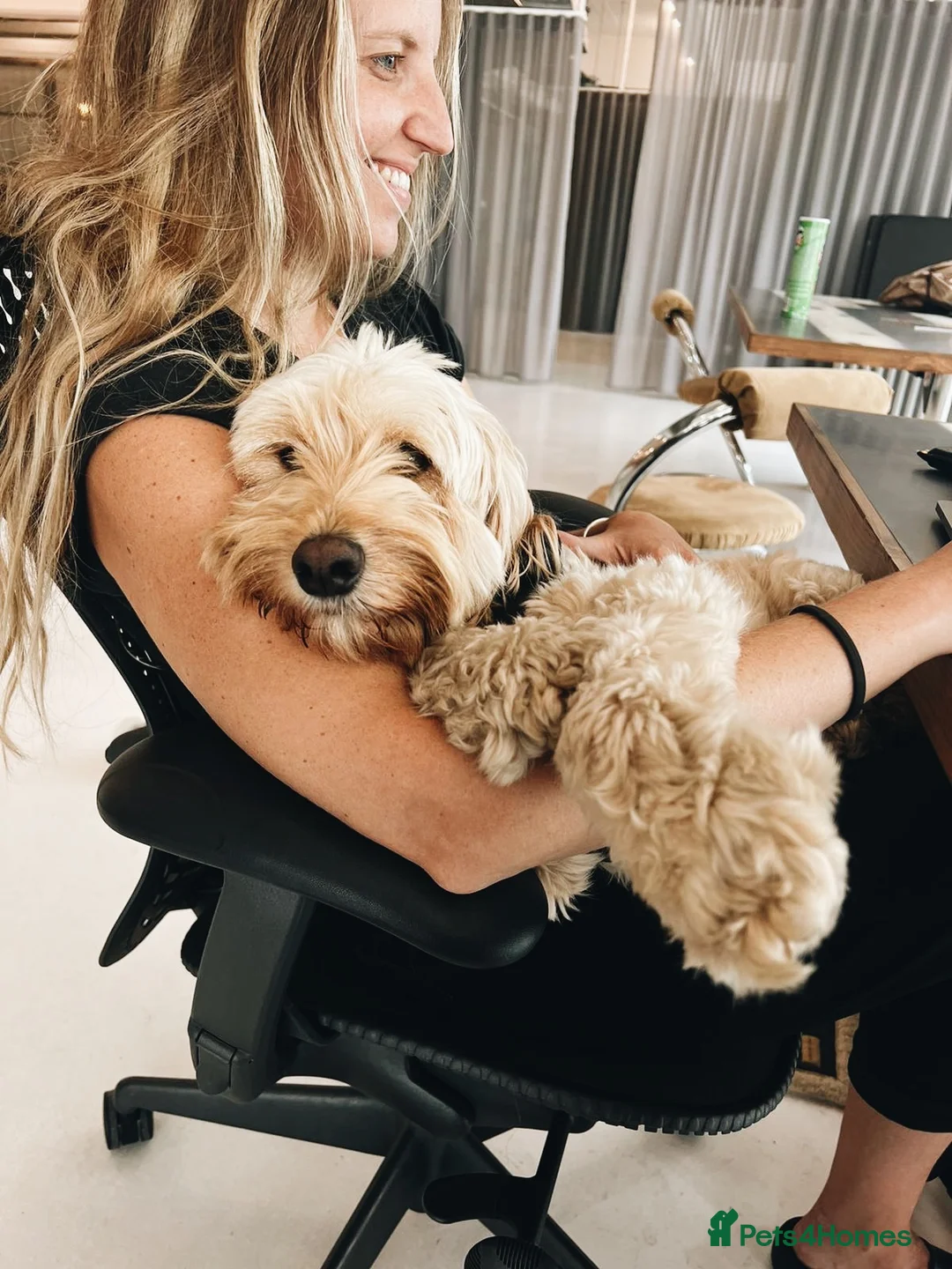 Cockapoo dogs for sale: DEXTER is looking for his perfect next chapter - Advert 13
