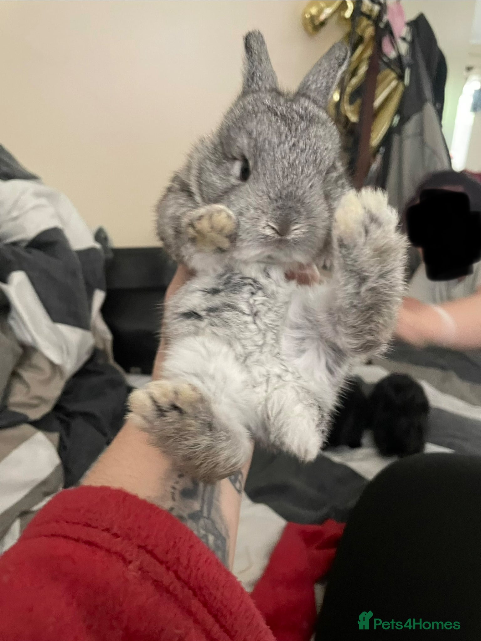 Mixed Breed rabbits 5 beautiful baby rabbits  - Advert 1