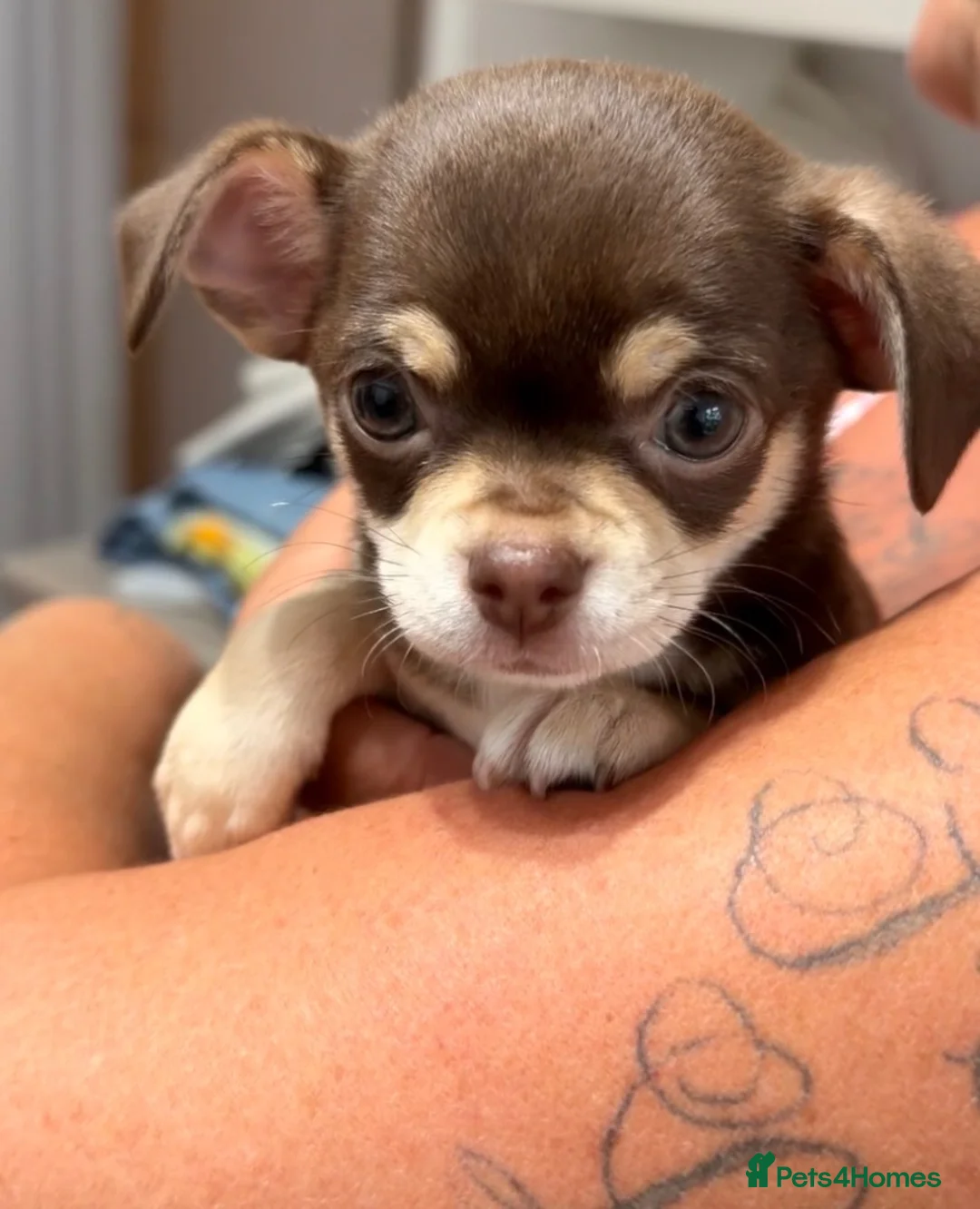 Chihuahua dogs for sale: Gorgeous Chocolate & Tan Chihuahua Puppies  in Haywards Heath - Advert 2