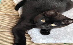 Mixed Breed cats for sale: Ready for forever homes NOW - Image 14