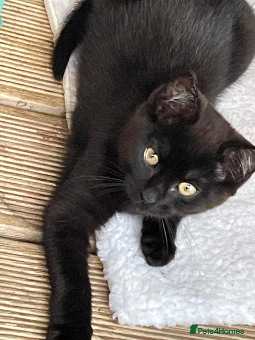 Mixed Breed cats for sale: Ready for forever homes NOW - Image 14