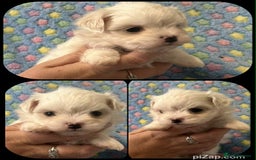 Maltese dogs for sale: Tiny kc registered maltese Korean boys  - Image 19