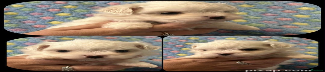 Maltese Puppy 4