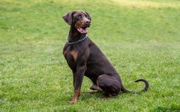 Dobermann dogs for stud: Proven KC Reg Doberman For Stud - Image 2