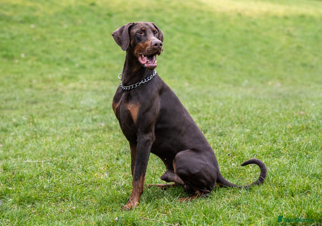 Dobermann dogs for stud: Proven KC Reg Doberman For Stud - Image 2