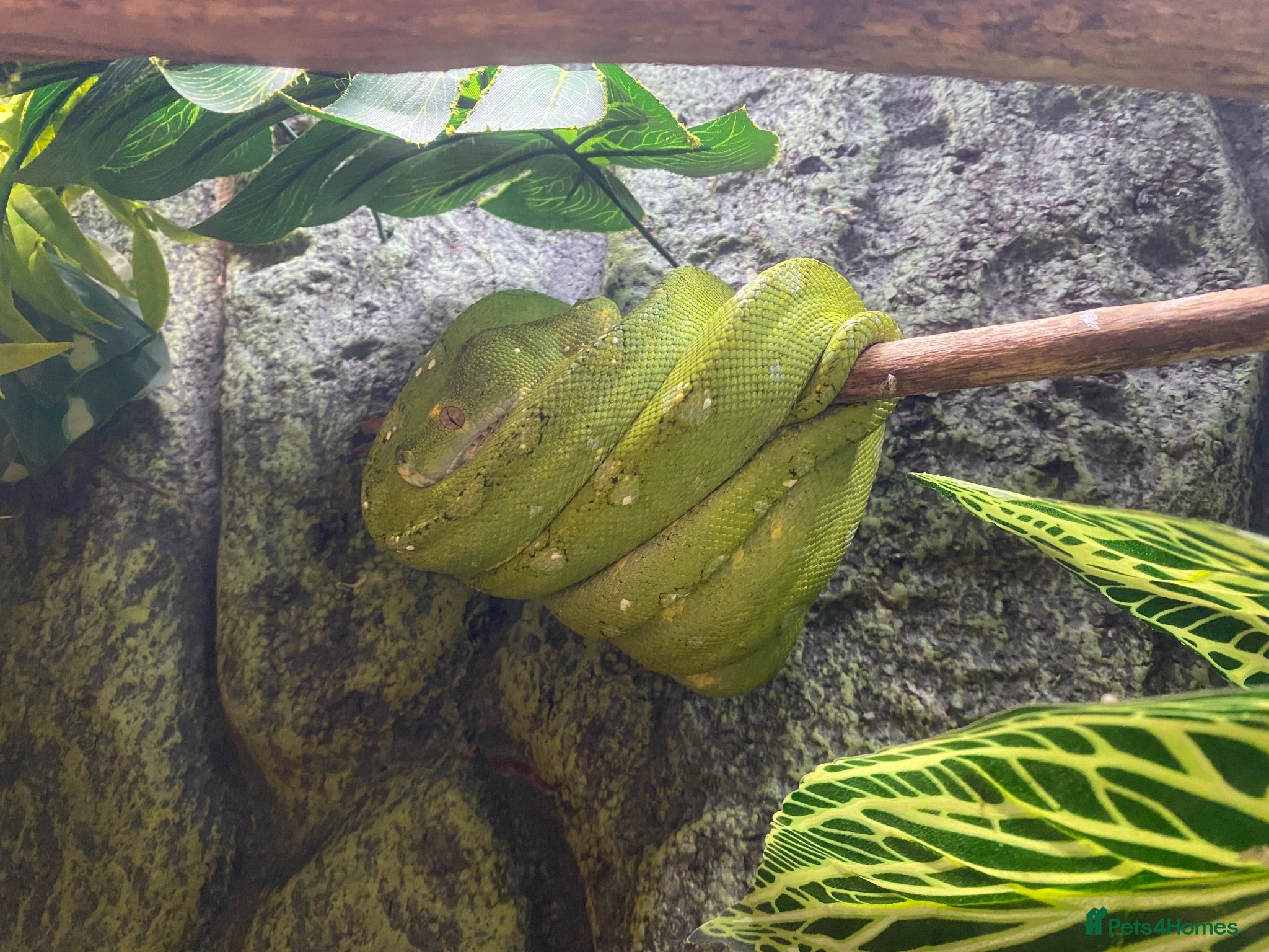 Python Snake reptiles Biak Green Tree Python - price drop - Advert 13