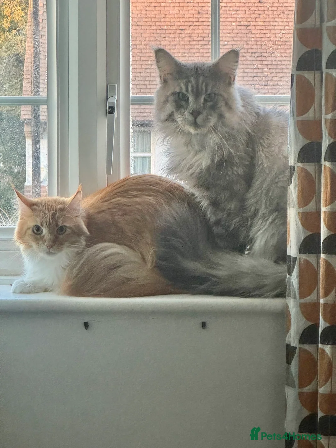Maine Coon cats for sale: Purebred Adorable Maine Coon Kittens Available - Advert 4
