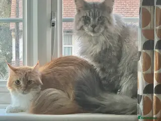 Maine Coon cats Purebred Adorable Maine Coon Kittens Available - Advert 4