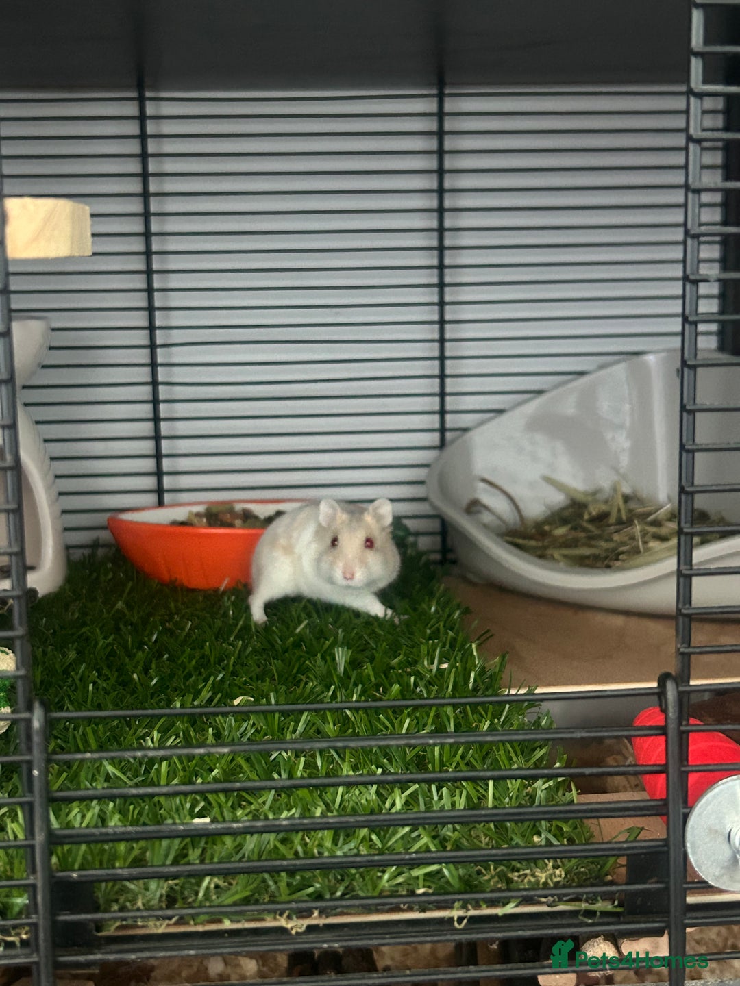 Hamster rodents for sale: Female dwarf hamster  - Advert 1