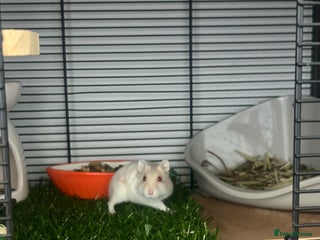 Hamster rodents Female dwarf hamster - Advert 1