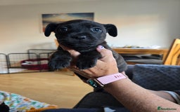 Mixed Breed dogs for sale: 4 pups - Image 4