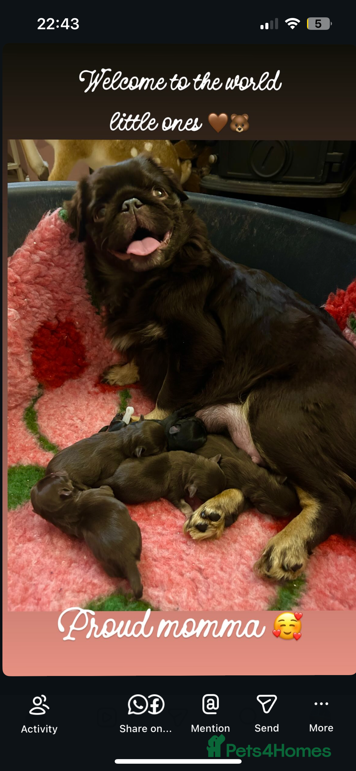 Pug dogs Stunning PUG puppies available  - Advert 1