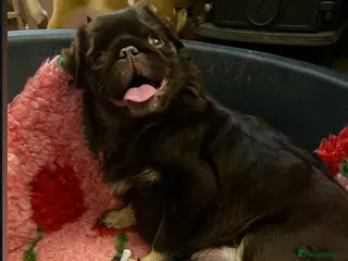 Pug dogs Stunning PUG puppies available - Advert 1