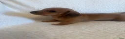 Miniature Dachshund dogs for sale: Litter of shaded red miniature Daschunds  - Advert 26