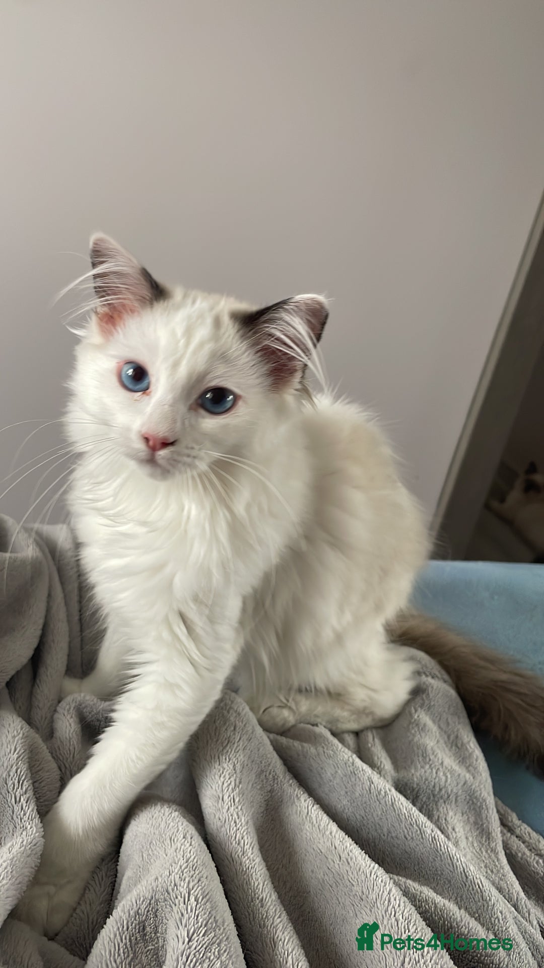 Ragdoll cats for sale: Seal point pedigree Ragdoll  - Image 3