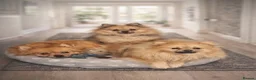 Pomeranian dogs for sale: ✨🐶 9  Beautiful Pomeranian Puppies  - Advert 4