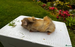 Guinea Pig rodents for sale: Baby boars  - Image 12