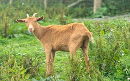 Goats livestock for sale: Royal Golden Guernsey adults, kids + yearlings - Image 2