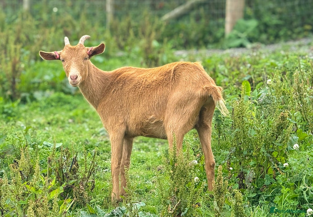 Goats livestock for sale: Royal Golden Guernsey adults, kids + yearlings - Image 2