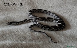 Corn Snake reptiles for sale: Babies Corn snakes - Image 4