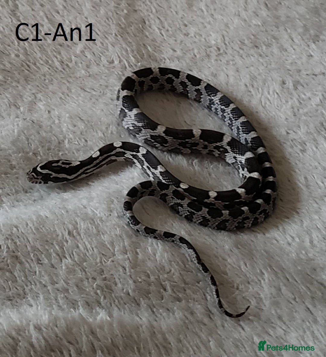 Corn Snake reptiles for sale: Babies Corn snakes - Image 4