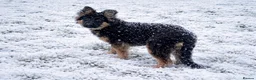 German Shepherd dogs for sale: KENNEL CLUB REG GIRL AVAILABLE  - Advert 6