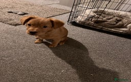 Mixed Breed dogs for sale: Dachshund/frenchie  - Image 1