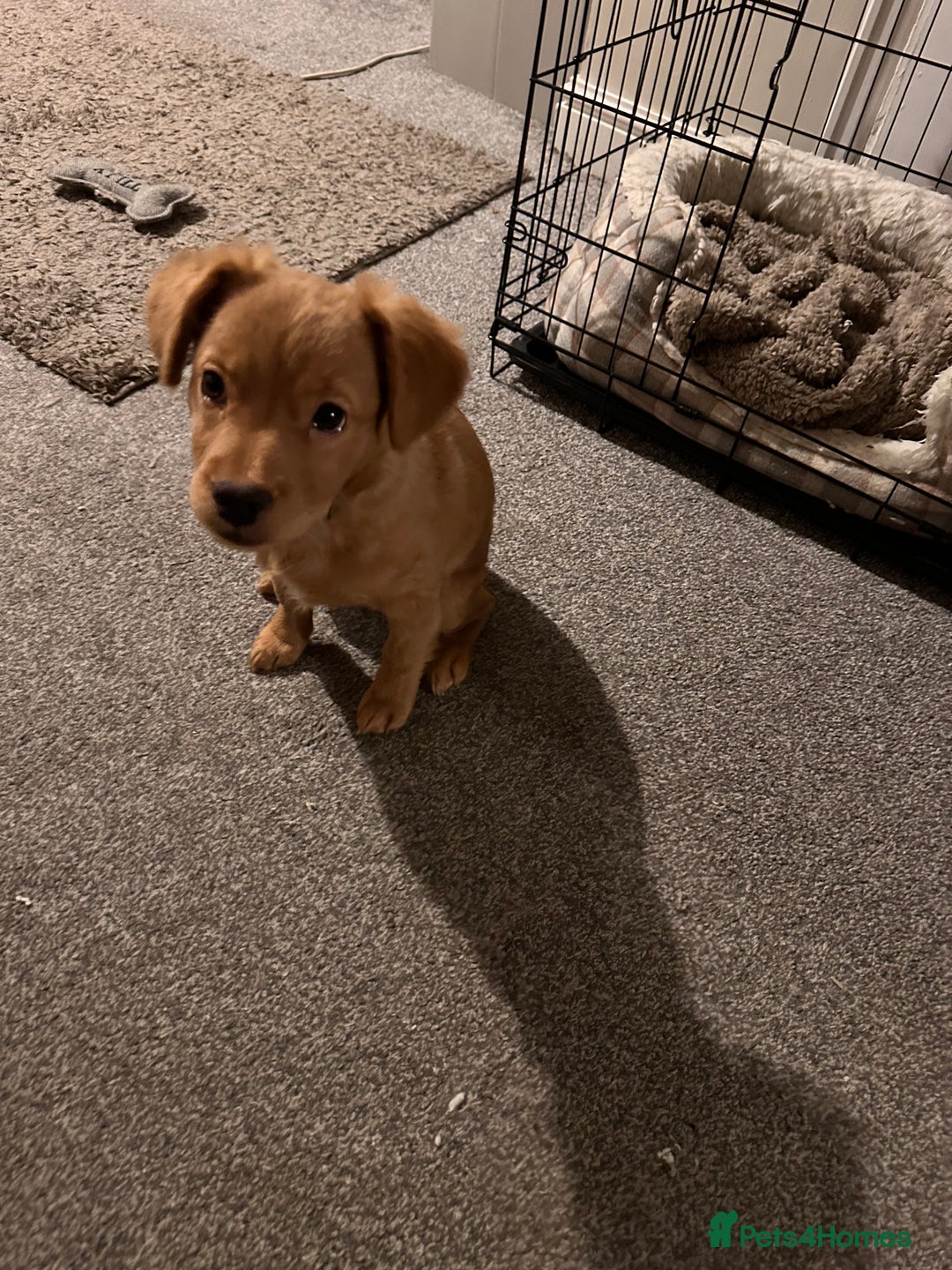 Mixed Breed dogs for sale: Dachshund/frenchie  - Image 1