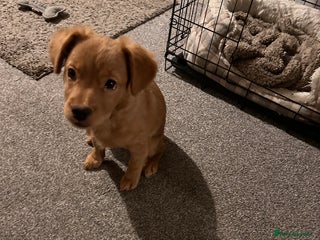 Mixed Breed dogs - Advert 1