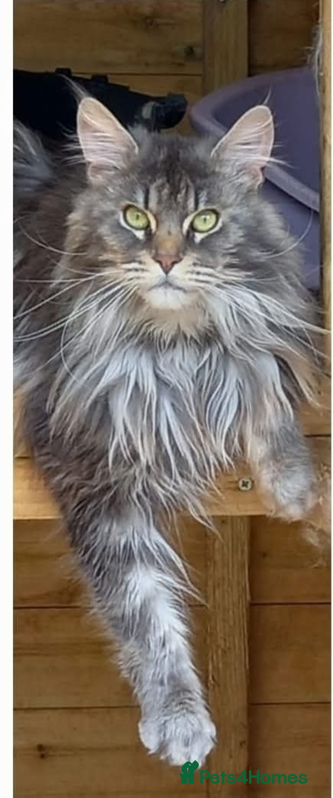 Savannah cats for sale: Stunning Savannahx Maine coons - Image 17