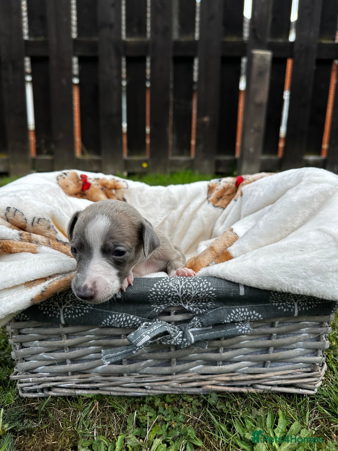 Whippet dogs for sale: READY NEXT WEEK! GORGEOUS WHIPPET PUPPIES - Image 21