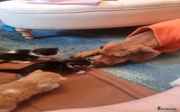 Mixed Breed cats for sale: Dog friendly kittens - Image 1