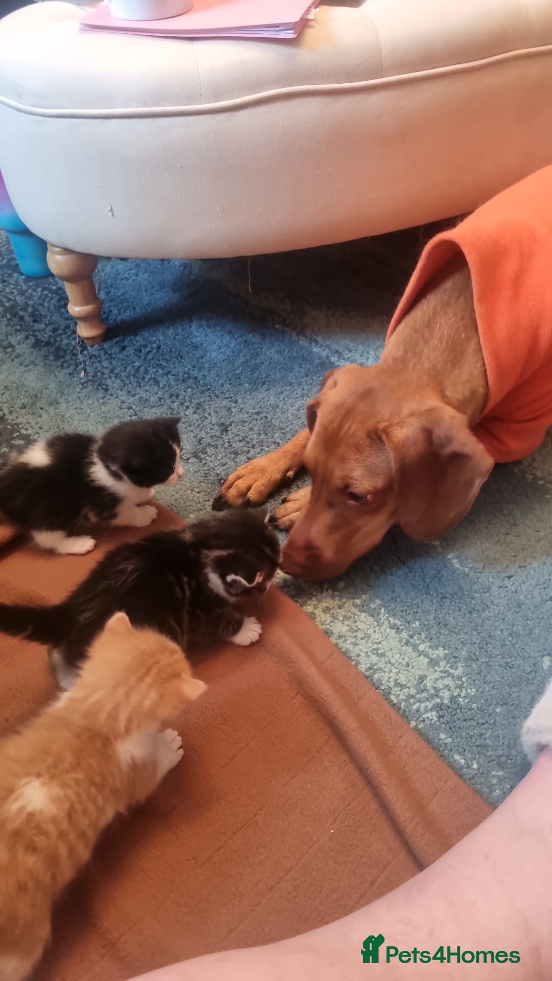 Mixed Breed cats for sale: Dog friendly kittens - Image 1