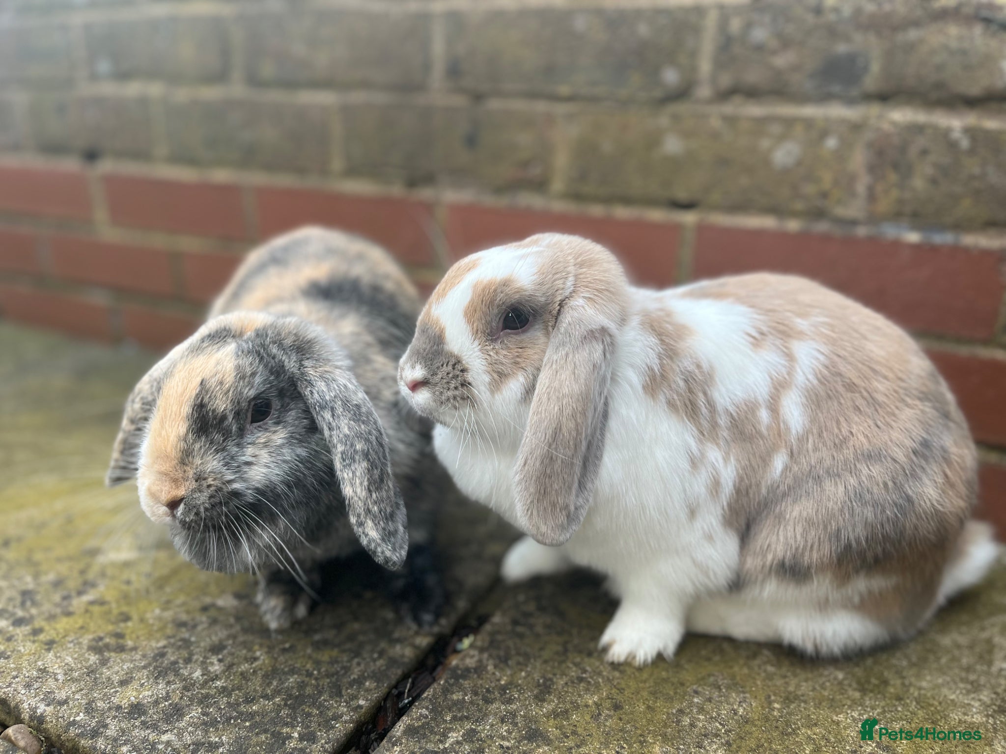 Mini Lop rabbits Belle and Fudge - Advert 1