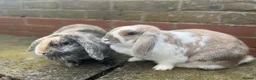 Mini Lop rabbits for sale: Belle and Fudge in Goole - Advert 1