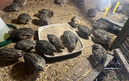 Quail poultry for sale: 11 female and 2 male quail for sale  - Image 3