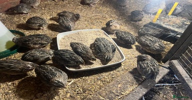 Quail poultry - Advert 4