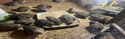Quail poultry for sale: 11 female and 2 male quail for sale  - Advert 3