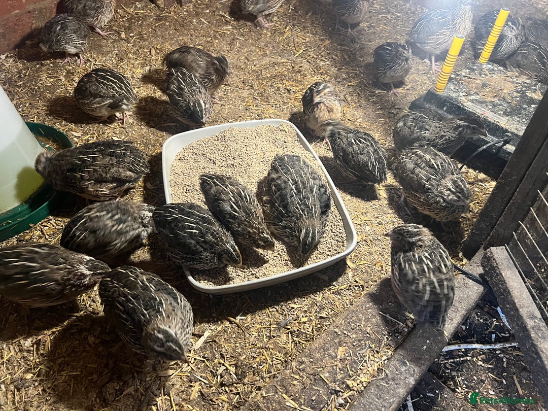 Quail poultry for sale: 11 female and 2 male quail for sale  - Image 3