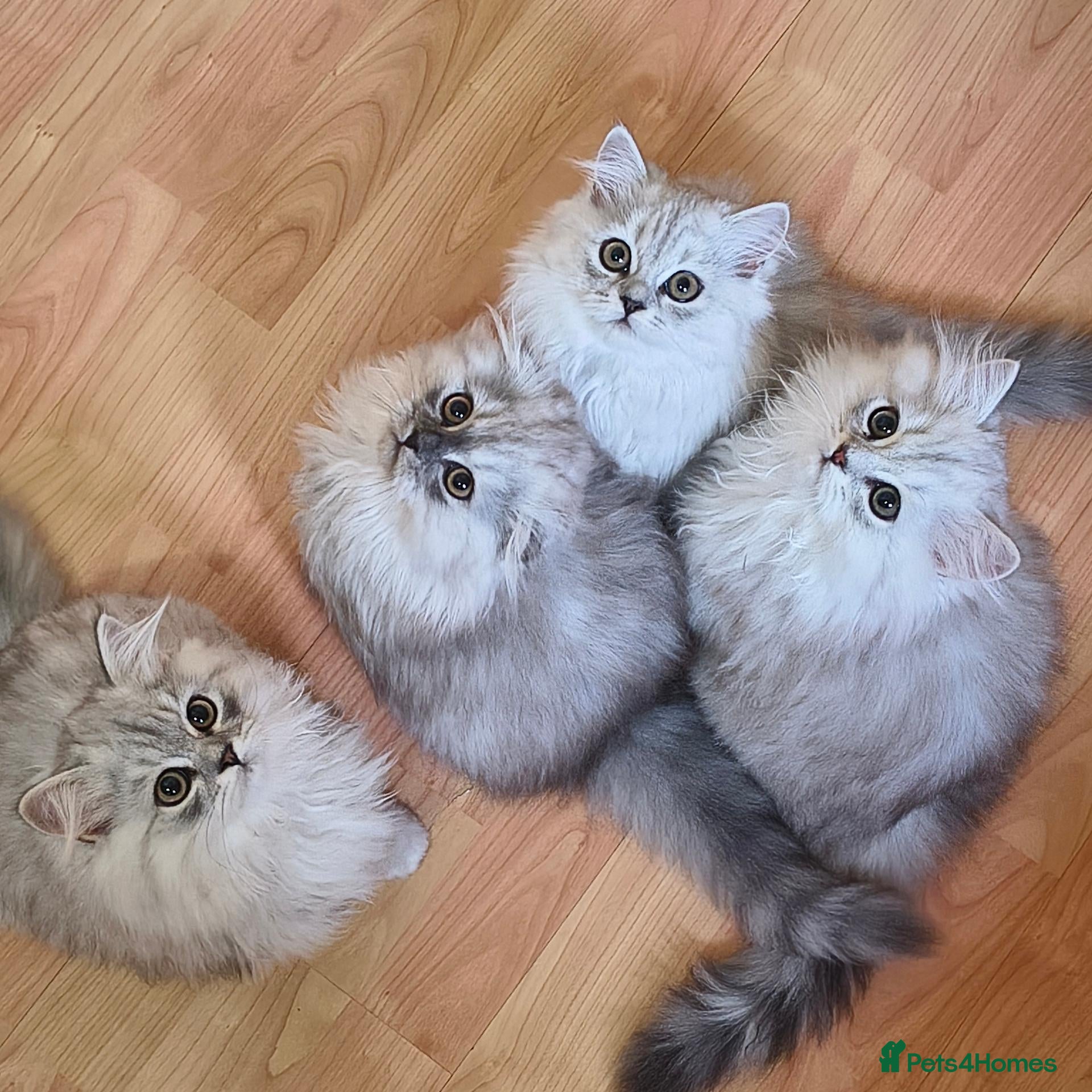 Scottish Fold cats Scottish fold and straight ear kitten's 😻 - Advert 2