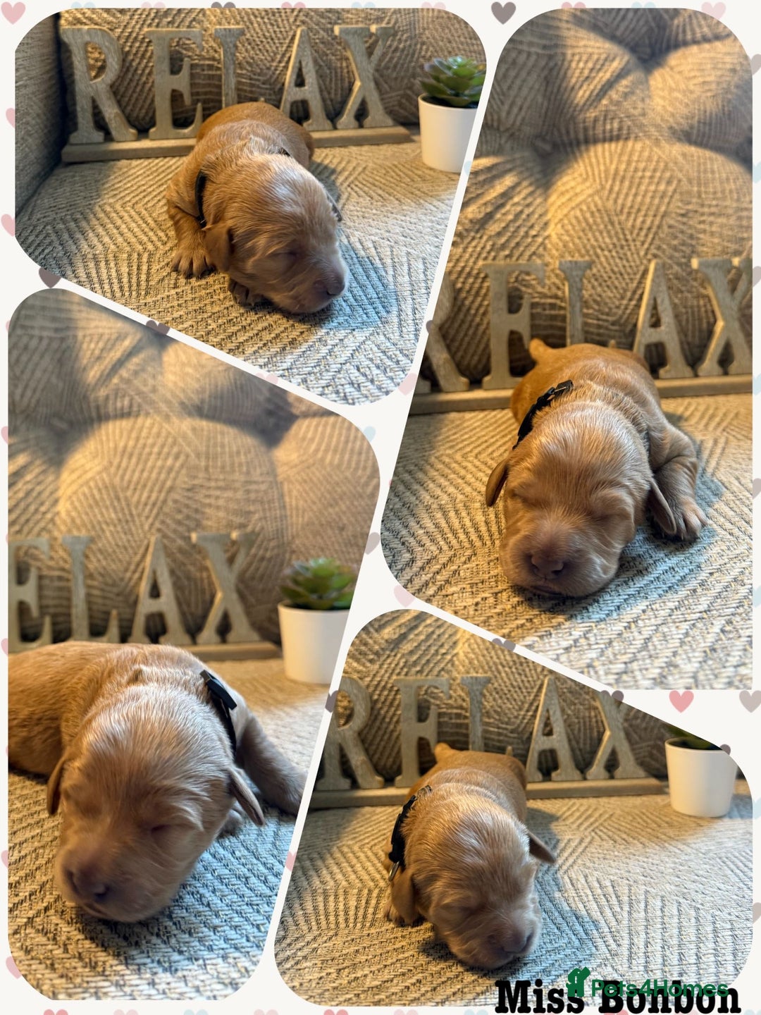 Australian Labradoodle dogs for sale: Australian Labradoodle Puppies F1b - Image 17