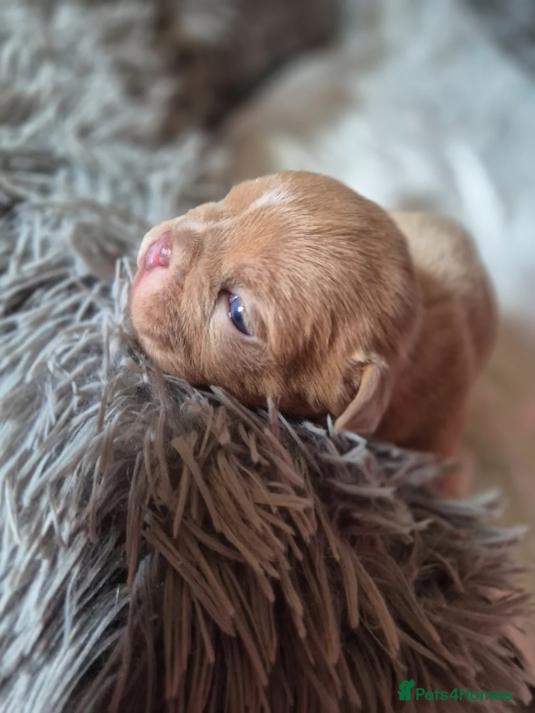 English Bulldog dogs for sale: Stunning Lilac Bulldogs - Advert 37