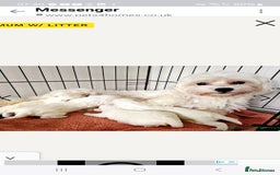 Maltese dogs for sale: 💝Adorable Puppy Looking for a Loving Forever Home - Image 6