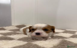 Cavalier King Charles Spaniel dogs for sale: Cavalier King Charles Spaniel  - Image 18