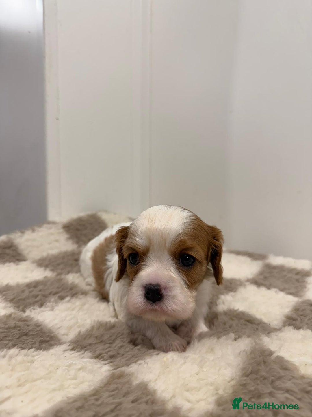 Cavalier King Charles Spaniel dogs for sale: Cavalier King Charles Spaniel  - Image 18