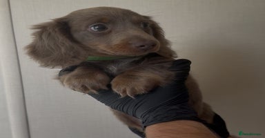 Miniature Dachshund dogs - Advert 4