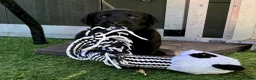 Labrador Retriever dogs for sale: Labrador pups KC extensively health tested parents - Advert 10
